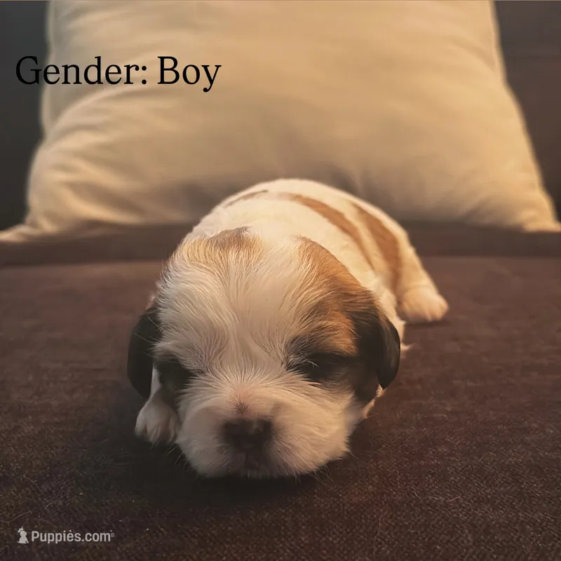 Choco – Maltese, Shih Tzu puppy for sale in Holyoke, MA