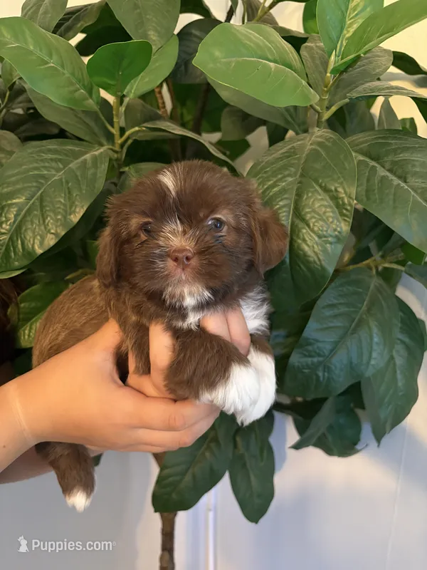 Cocoa – Maltese, Shih Tzu puppy for sale in Holyoke, MA
