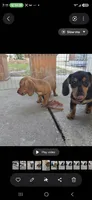 Ricky , a male Miniature Dachshund for sale in Tampa, FL – 2 of 4