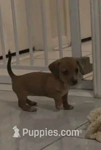 Red  – Miniature Dachshund puppy for sale in Tampa, FL