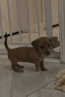 Red , a female Miniature Dachshund for sale in Tampa, FL – 1 of 1