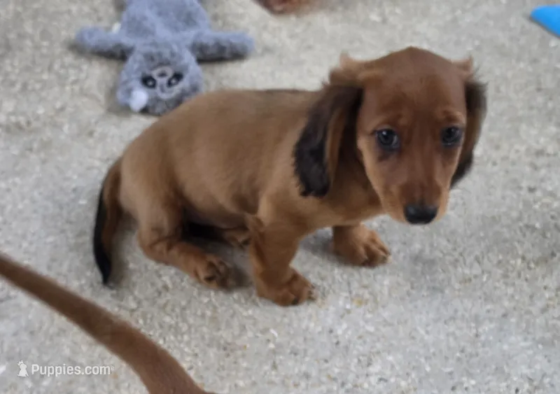 Cinnamon  – Miniature Dachshund puppy for sale in Tampa, FL