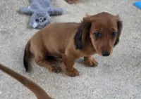 Cinnamon , a female Miniature Dachshund for sale in Tampa, FL – 1 of 2
