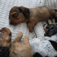 Miniature Dachshund 1, a female Miniature Dachshund for sale in Tampa, FL – 7 of 7