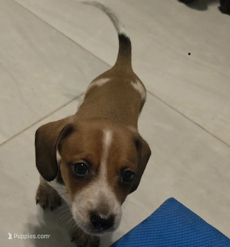 Red piebald male – Miniature Dachshund puppy for sale in Tampa, FL