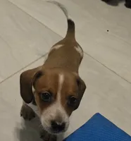 Red piebald male, a male Miniature Dachshund for sale in Tampa, FL – 1 of 1