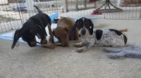 Lovey, a female Miniature Dachshund for sale in Tampa, FL – 2 of 3