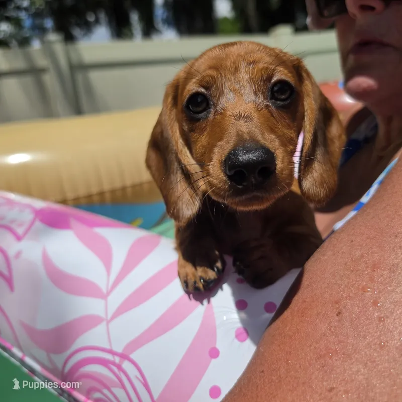 Miniature Dachshund 1 – Miniature Dachshund puppy for sale in Tampa, FL