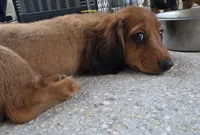 Cinnamon , a female Miniature Dachshund for sale in Tampa, FL – 2 of 2