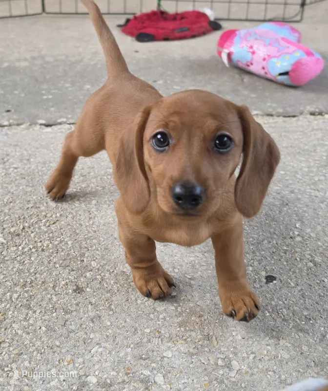 Lucy – Miniature Dachshund puppy for sale in Tampa, FL