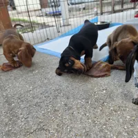 Ricky , a male Miniature Dachshund for sale in Tampa, FL – 4 of 4