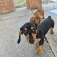 Ricky , a male Miniature Dachshund for sale in Tampa, FL – 3 of 4