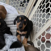 Miniature Dachshund 1, a female Miniature Dachshund for sale in Tampa, FL – 3 of 7