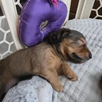 Miniature Dachshund 1, a female Miniature Dachshund for sale in Tampa, FL – 6 of 7