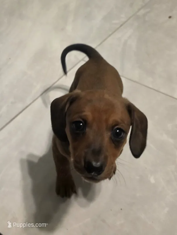 Red sable female – Miniature Dachshund puppy for sale in Tampa, FL