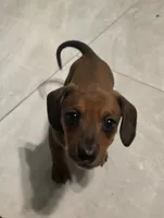 Red sable female, a female Miniature Dachshund for sale in Tampa, FL – 1 of 1