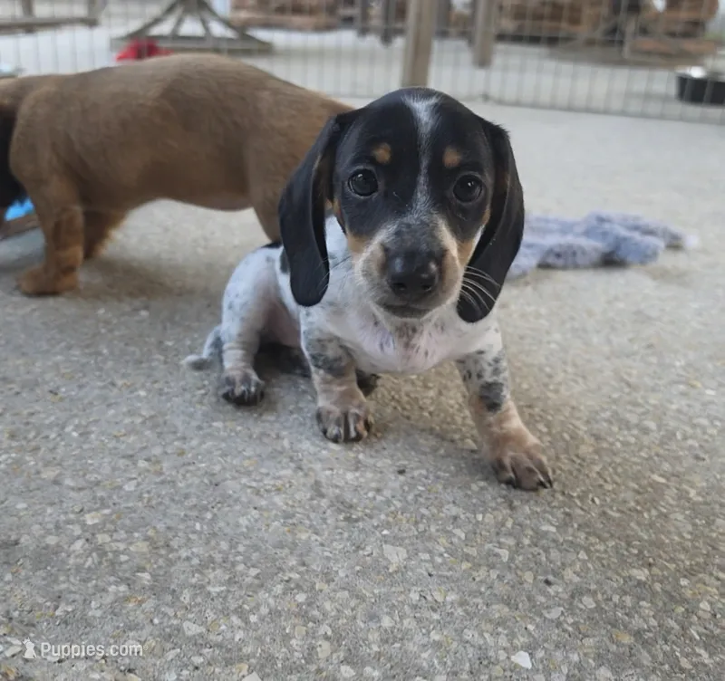 Lovey – Miniature Dachshund puppy for sale in Tampa, FL