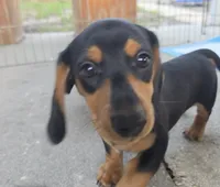 Ricky , a male Miniature Dachshund for sale in Tampa, FL – 1 of 4