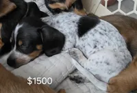 Miniature Dachshund 1, a female Miniature Dachshund for sale in Tampa, FL – 2 of 7