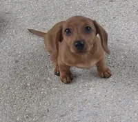 Lucy, a female Miniature Dachshund for sale in Tampa, FL – 2 of 3