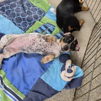 Lovey, a female Miniature Dachshund for sale in Tampa, FL – 3 of 3