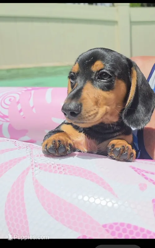 Ricky  – Miniature Dachshund puppy for sale in Tampa, FL