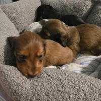 Miniature Dachshund 1, a female Miniature Dachshund for sale in Tampa, FL – 4 of 7
