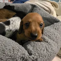 Miniature Dachshund 1, a female Miniature Dachshund for sale in Tampa, FL – 5 of 7