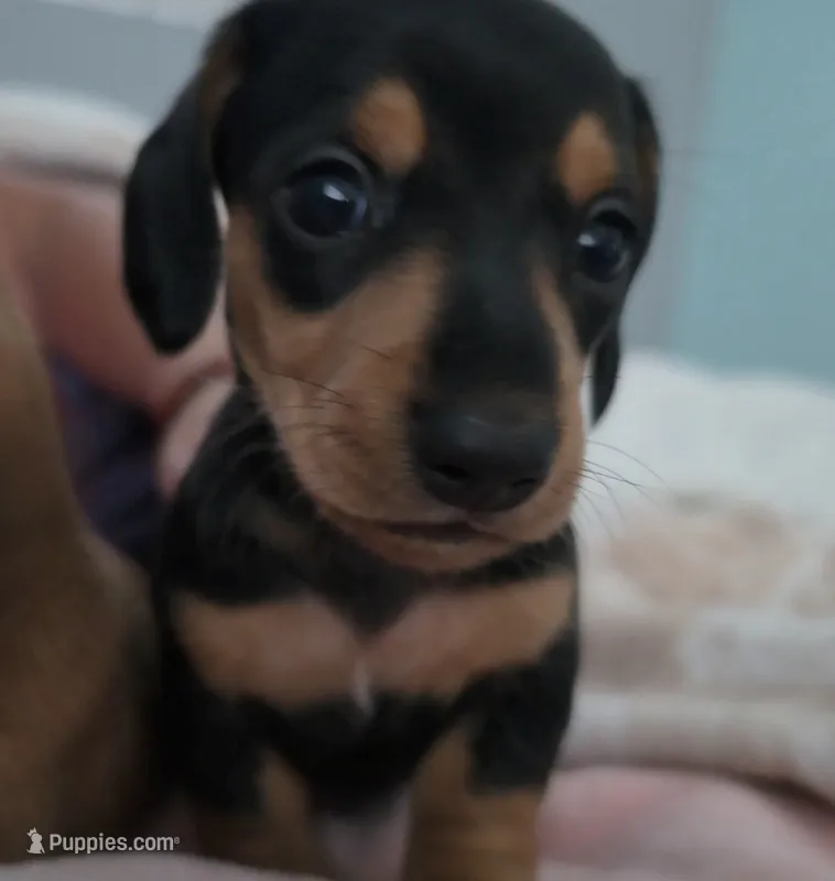 Miniature Dachshund 1 – Miniature Dachshund puppy for sale in Tampa, FL