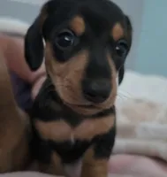 Miniature Dachshund 1, a female Miniature Dachshund for sale in Tampa, FL – 1 of 7