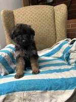 None, a male German Shepherd Dog for sale in Ayden, NC – Photo 3 of 4