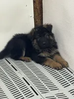 None, a male German Shepherd Dog for sale in Ayden, NC – Photo 2 of 4