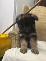 None, a male German Shepherd Dog for sale in Ayden, NC – Photo 4 of 4