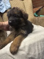 None, a male German Shepherd Dog for sale in Ayden, NC – Photo 3 of 3