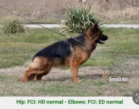 None, a male German Shepherd Dog for sale in Ayden, NC – Photo 2 of 3