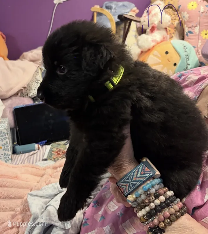 Red collar  – German Shepherd Dog puppy for sale in Ayden, NC