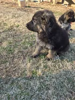 Bella, a female German Shepherd Dog for sale in Alto, GA – Photo 2 of 3