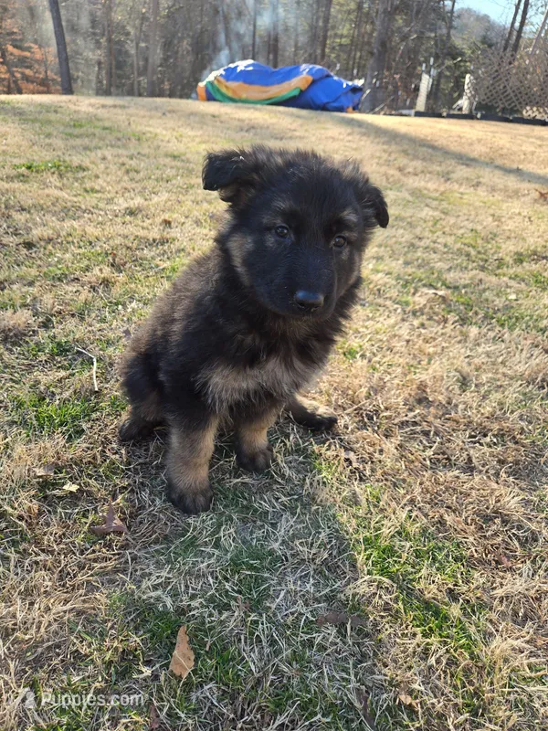 Bella, a female German Shepherd Dog for sale in Alto, GA – Photo 1 of 3