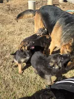 Bella, a female German Shepherd Dog for sale in Alto, GA – Photo 3 of 3