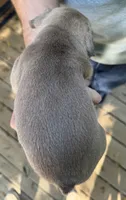 Yellow, a female French Bulldog for sale in Boone, NC – 2 of 3