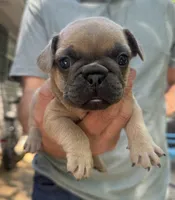 Yellow, a female French Bulldog for sale in Boone, NC – 3 of 3