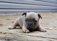 Green, a female French Bulldog for sale in Boone, NC – 3 of 4