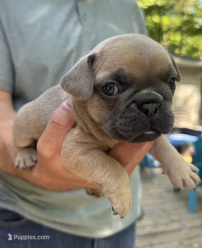 Yellow – French Bulldog puppy for sale in Boone, NC