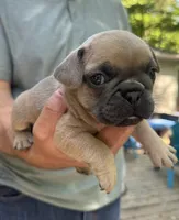 Yellow, a female French Bulldog for sale in Boone, NC – 1 of 3