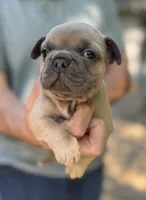 Green, a female French Bulldog for sale in Boone, NC – 2 of 4