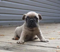 Green, a female French Bulldog for sale in Boone, NC – 4 of 4