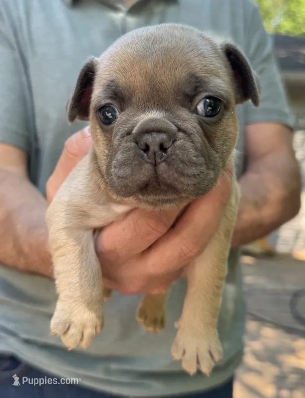 Green – French Bulldog puppy for sale in Boone, NC