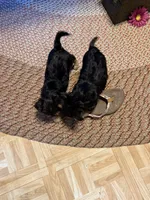 Rare Natural Tail Yorkie, a female Yorkshire Terrier for sale in Camden, SC – 4 of 5