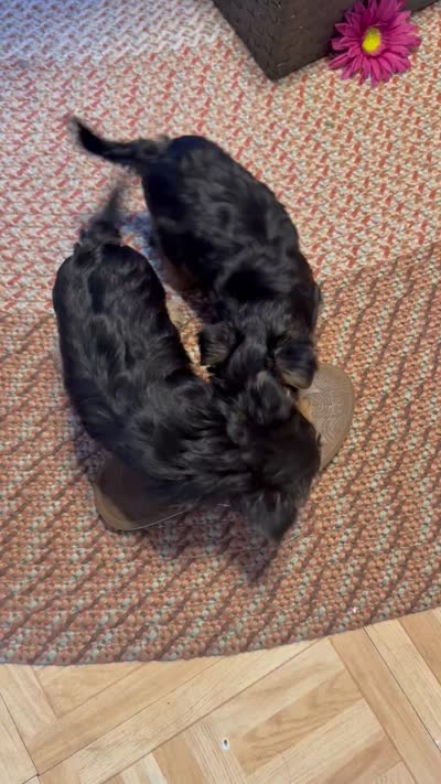 Rare Natural Tail Yorkie, a female Yorkshire Terrier for sale in Camden, SC – 5 of 5