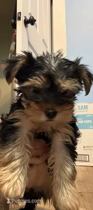Female  Yorkie – Yorkshire Terrier puppy for sale in Camden, SC